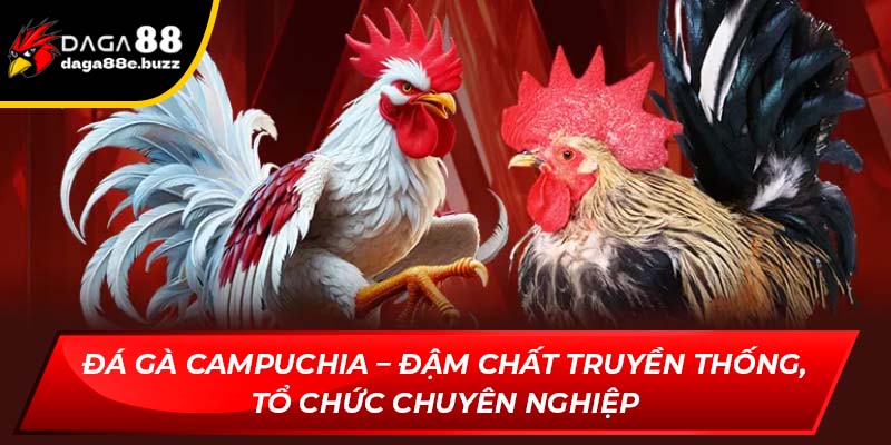 Đá gà Campuchia - Loại hình giải trí truyền thống