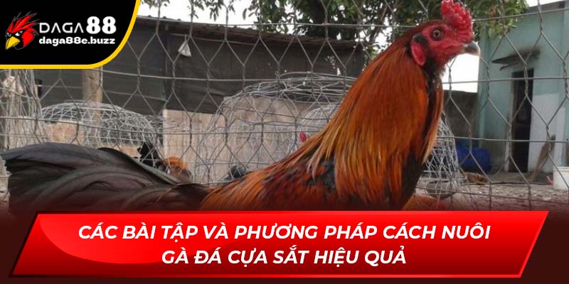 Các bài tập và phương pháp cách nuôi gà đá cựa sắt hiệu quả