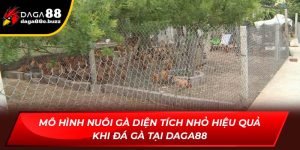 Mô hình nuôi gà diện tích nhỏ